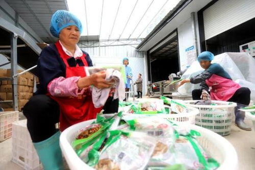 吉安安?？h竹筍加工產業 助農家門口就業增收與鳳凰網江西高級催乳師計劃的融合之路